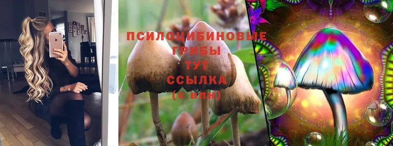 магазин продажи   Оленегорск  Галлюциногенные грибы MAGIC MUSHROOMS 